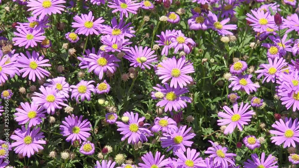Aster in the nature Aster in the nature