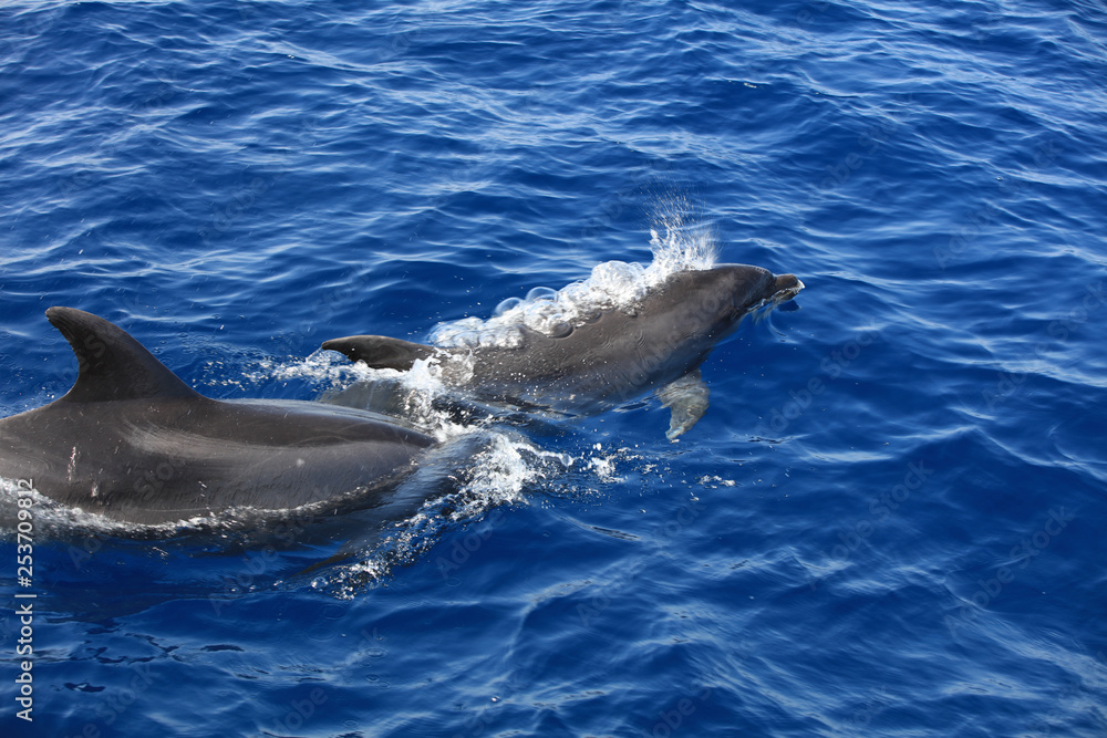 Obraz premium Großer Tümmler (Tursiops truncatus) im Atlantik. Kanarische Inseln