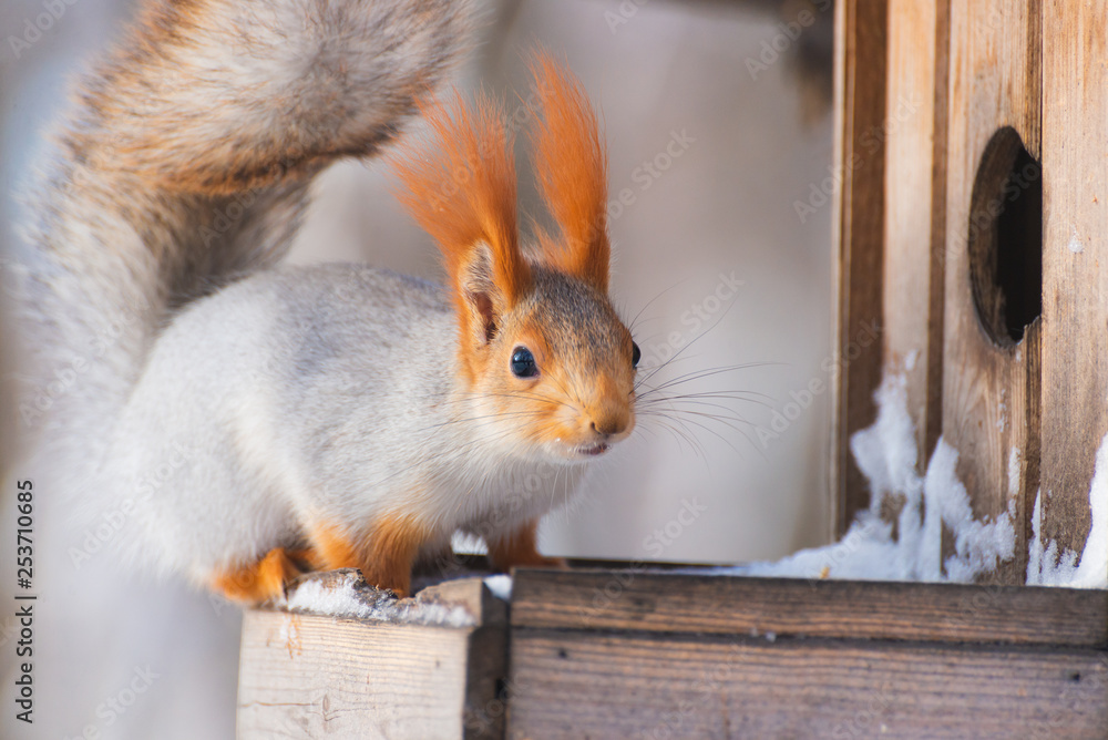 Obraz premium Squirrel on the feeder in winter