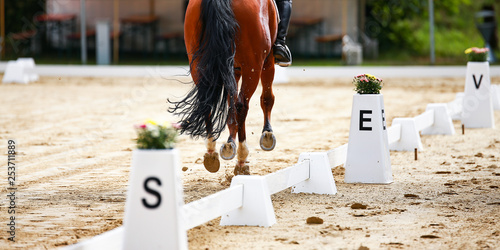 Schilderij op canvas Horse Dressage horse in the dressage quadrangle on the hoof stroke at E, photographed on the hindquarters with sharpness course