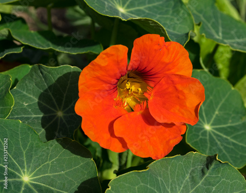 an intense orange nasturtium flower surrounded by leaves with radial spoked veins