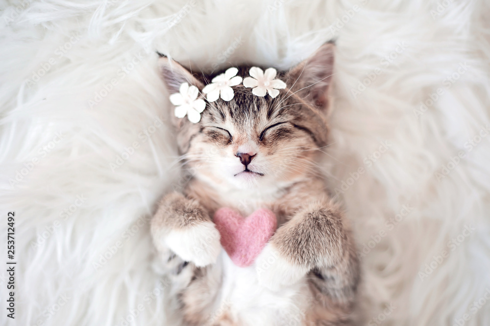 Kitten sleeping with heart Kitten sleeping with heart