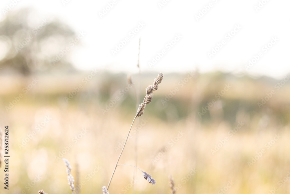 Obraz premium grass in the wind