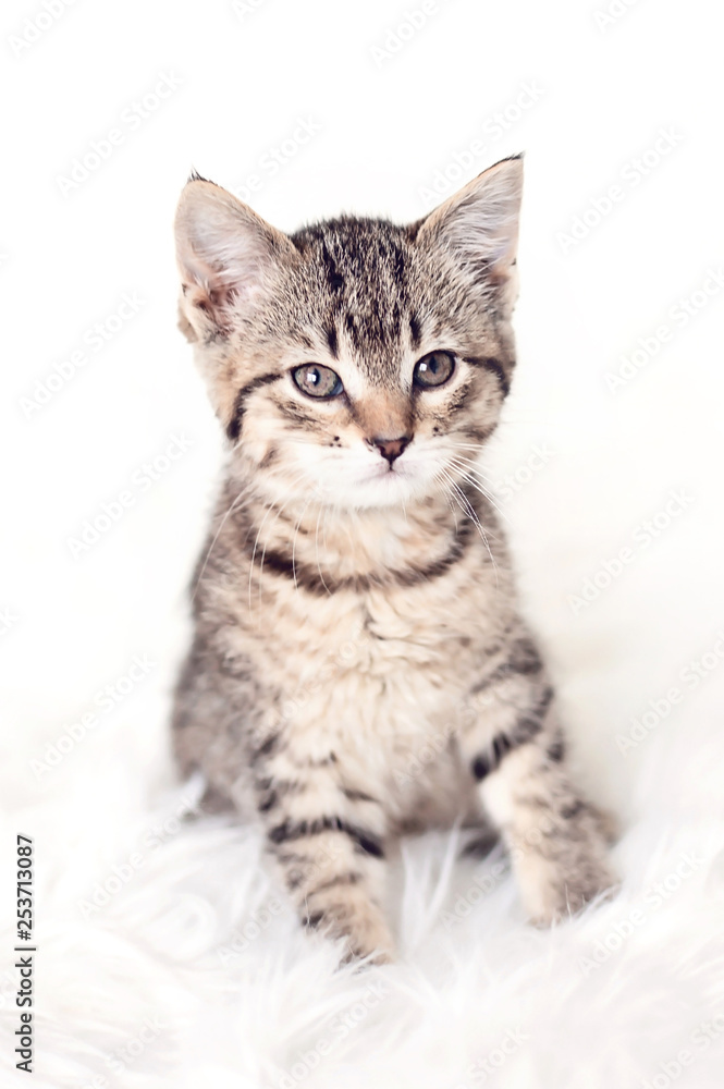 Kitten Kitten
