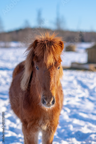 Chestnut colored icelandic horse foal in winter sunlight