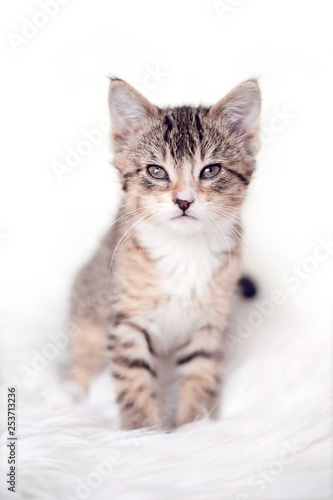 Kitten