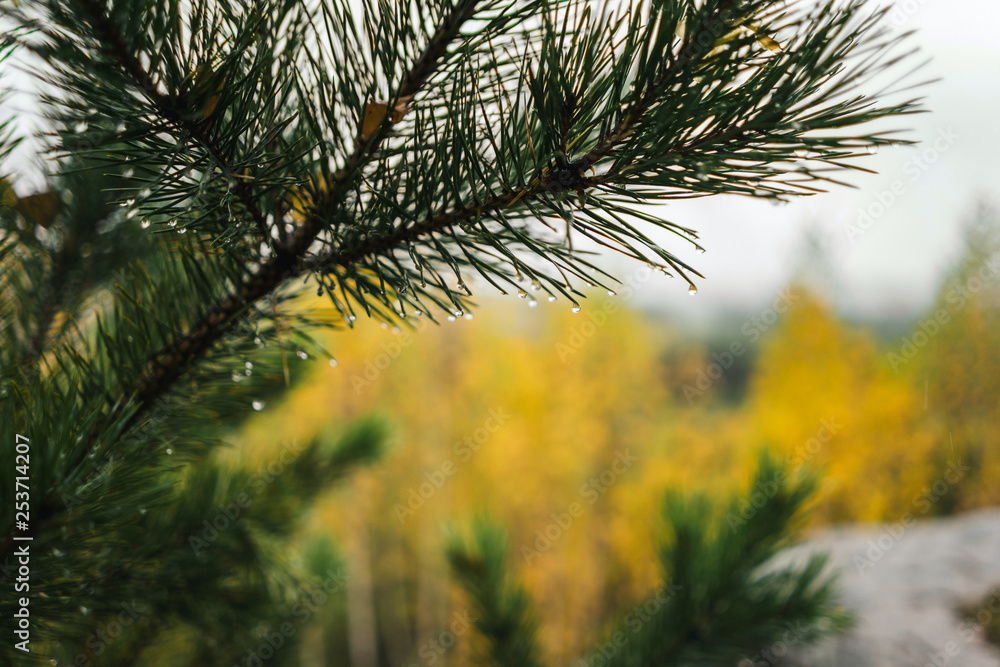 Fototapeta premium tree in the rain