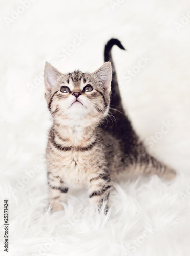 Kitten