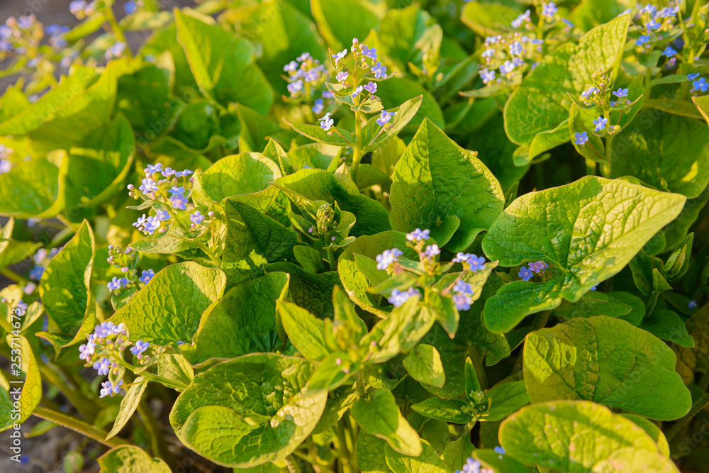 plants with large green leaves and small blue flowers plants with large green leaves and small blue flowers