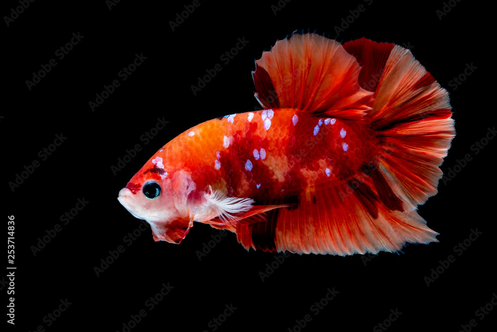 Betta fish Fight in the aquarium Betta fish Fight in the aquarium