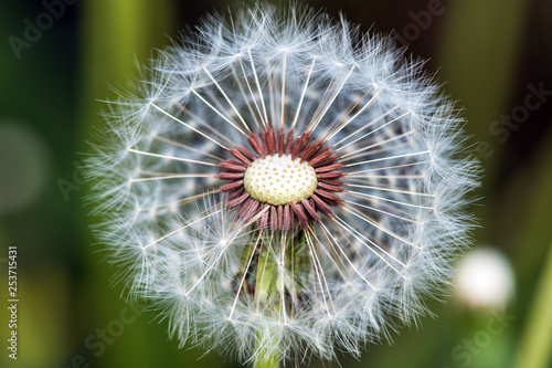 Ball of white dandelion in the field  close-up. Horizontal photography