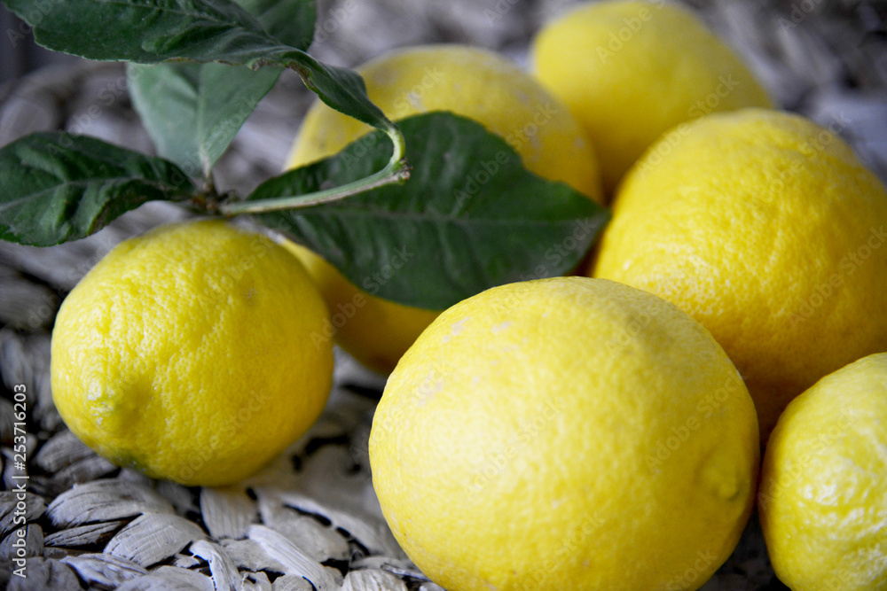 Lemon fruit and branch
