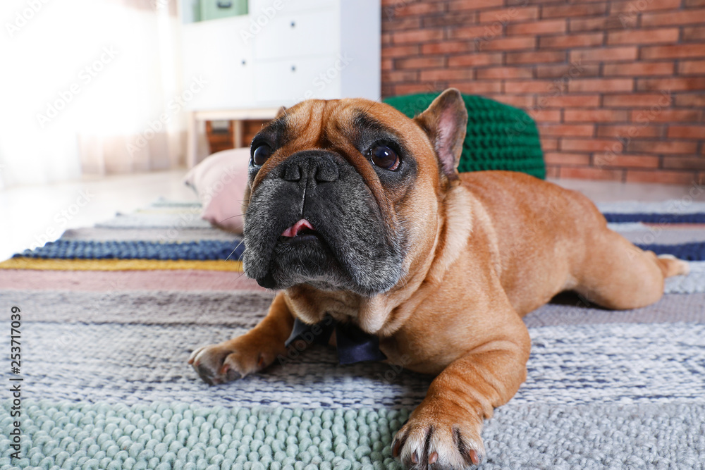 Funny French bulldog lying on floor indoors