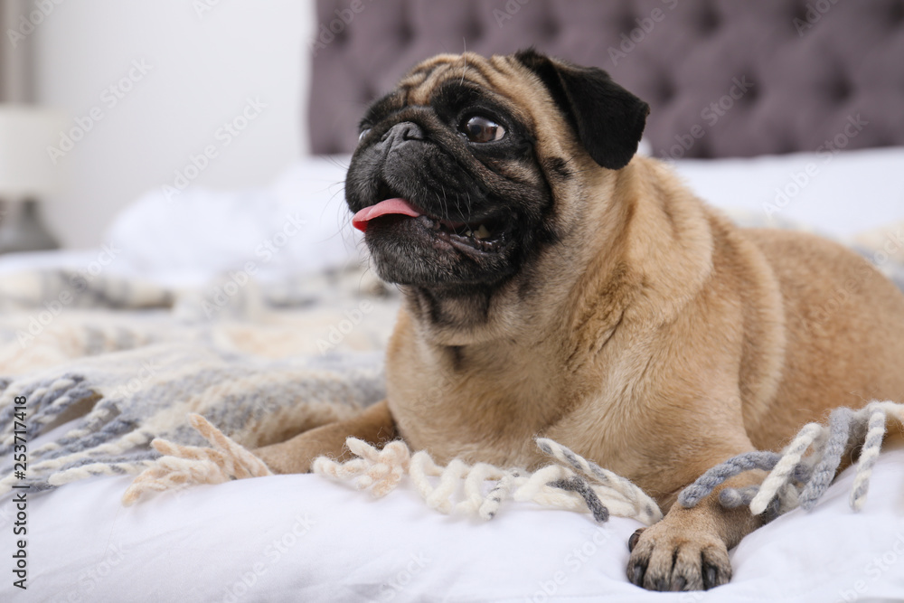 Happy cute pug dog on bed indoors