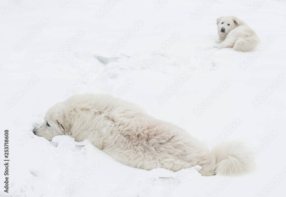 white dogs lie in the snow