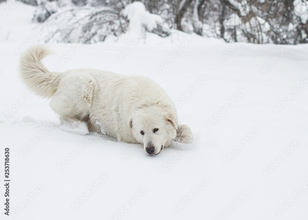dog running through deep snow in forest dog running through deep snow in forest