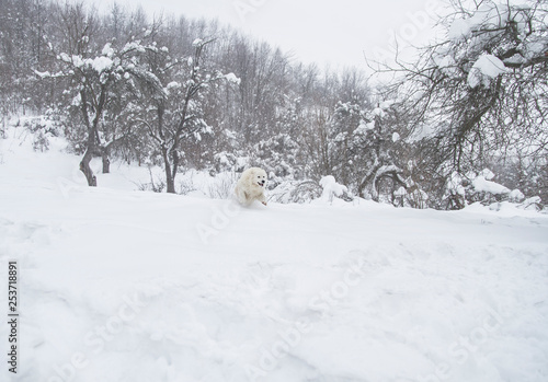 dog Maremmo-Abruzzo Shepherd running through the snow © kavardakova