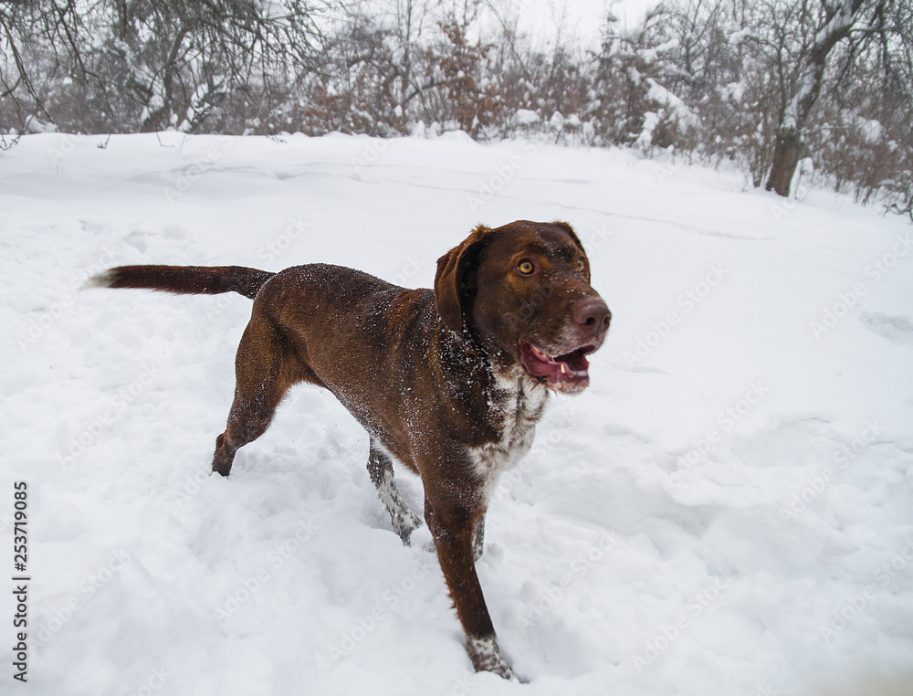 dog Kurzhaar breed runs through the snow in the forest