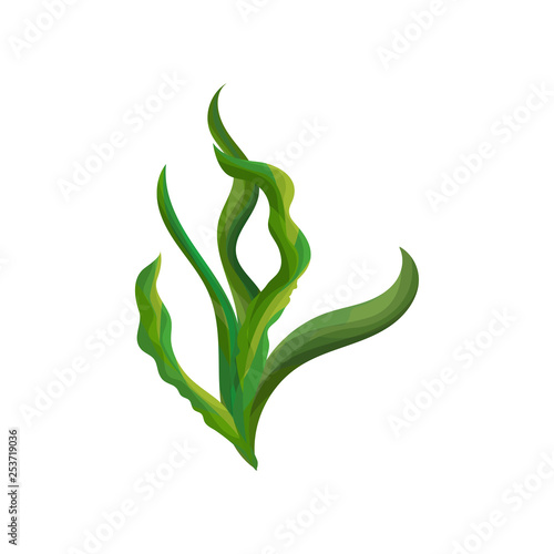 Flat vector design of bright green spirulina seaweed. Ocean algae. Vegetarian food. Aquatic plant