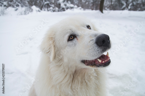 closeup portrait of white dog in the snow