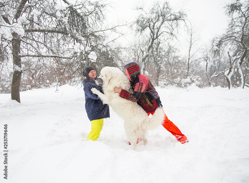 women are training a white dog in winter forest women are training a white dog in winter forest