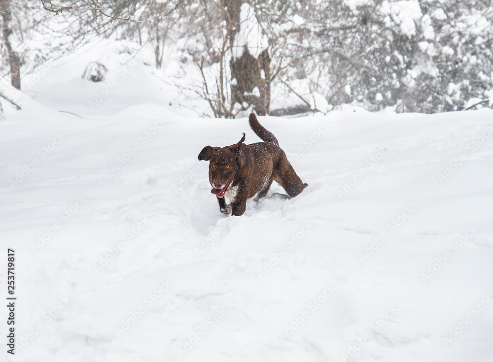 dog running through the snow in winter forest