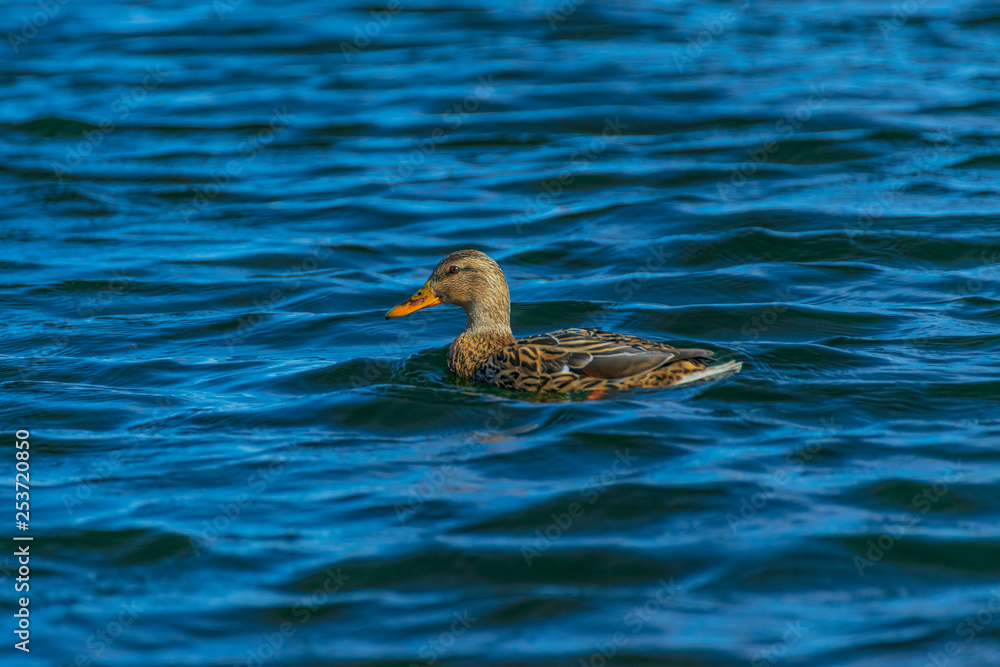 Fototapeta premium Female mallard duck.