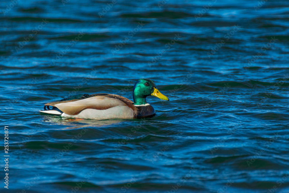 Fototapeta premium Mallard Drake with bright green head 