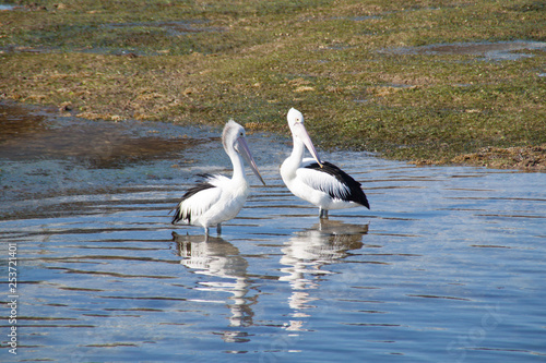 2 pelicans on the shore somewhere in Australia 