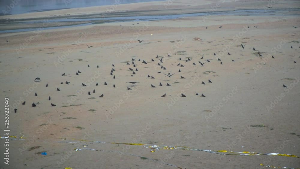 Black kites in the empty river, Garbage in the river Black kites in the empty river, Garbage in the river
