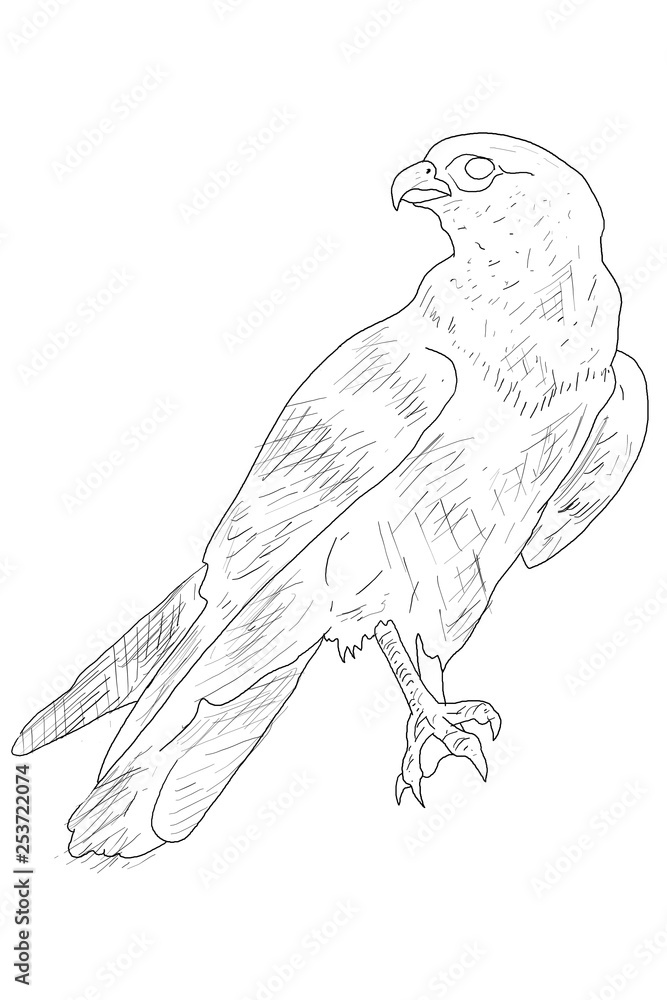 Obraz premium sketch of bird