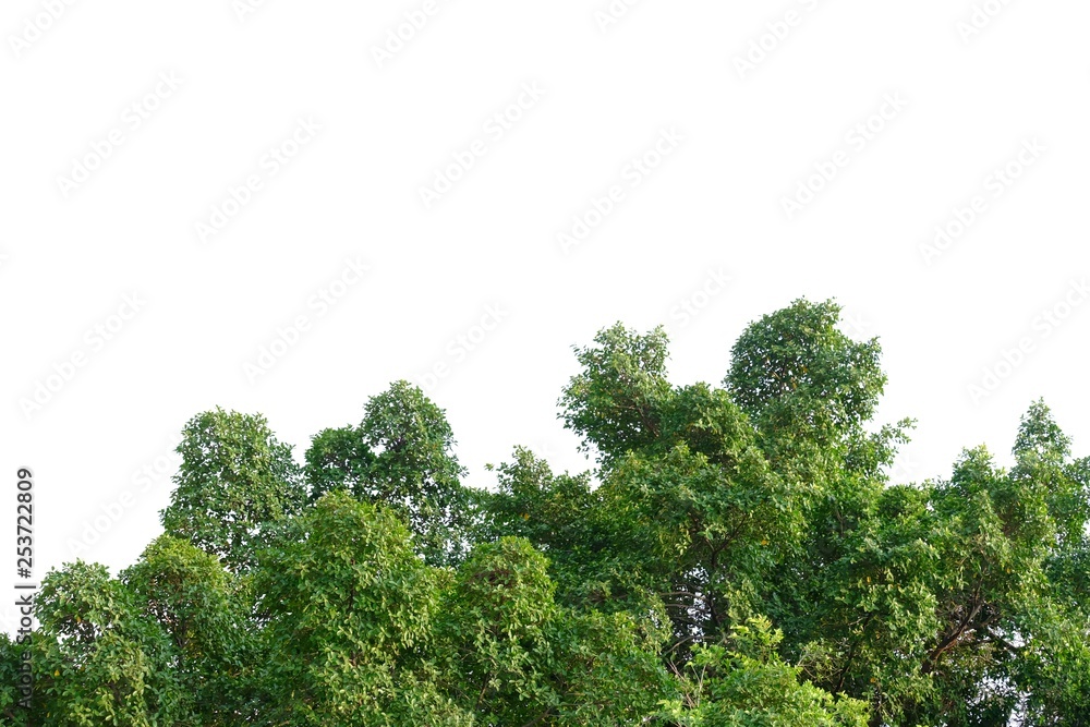 Top view tropical tree leaves with branches on white isolated background for green foliage backdrop Top view tropical tree leaves with branches on white isolated background for green foliage backdrop