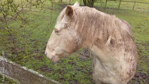 White horse in field located in Newent Gloucester UK photo