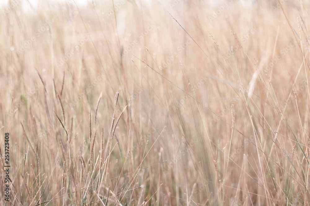 Fototapeta premium Colorful flowers grass made with gradient for background,Abstract,texture,Soft and Blurred style.postcard.