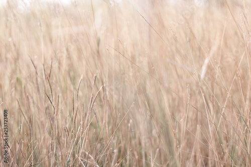 Colorful flowers grass made with gradient for background Abstract texture Soft and Blurred style.postcard.