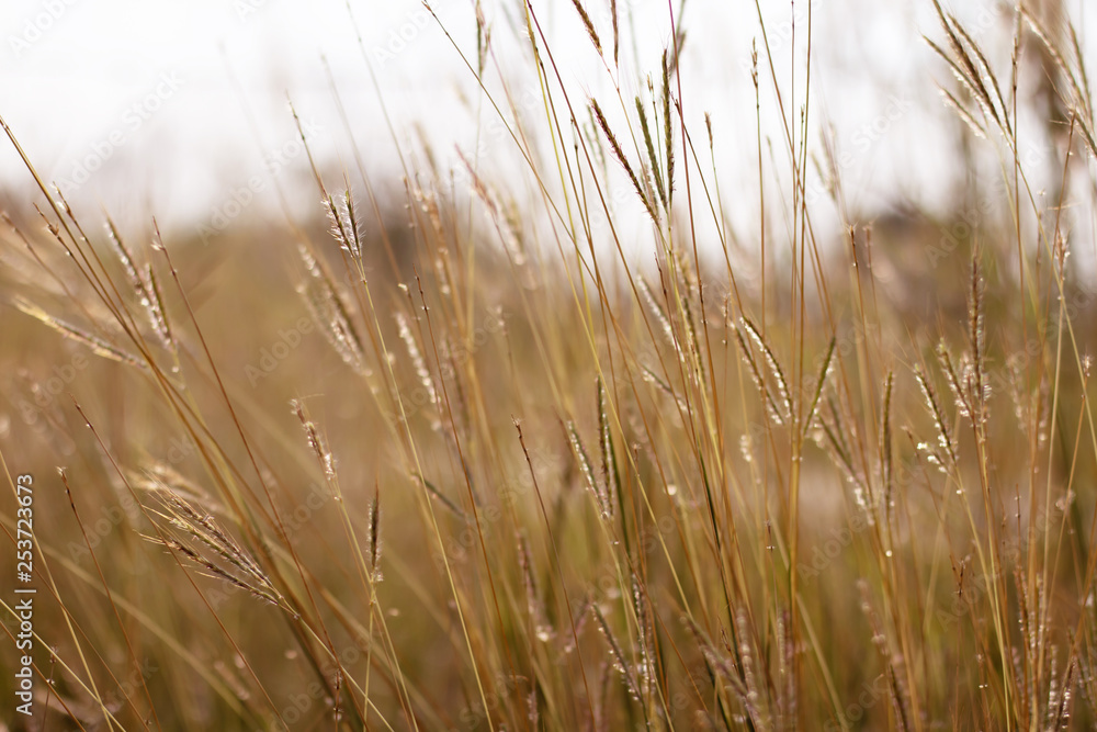 Fototapeta premium Colorful flowers grass made with gradient for background,Abstract,texture,Soft and Blurred style.postcard.