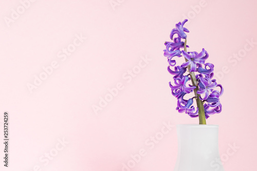 Beautiful purple blooming hyacinth in white glass vase on pink background. Spring bouquet for interior decoration, Creative background with copy space