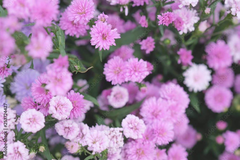 Fototapeta premium Colorful flowers chrysanthemum made with gradient for background,Abstract,texture,Soft and Blurred style.postcard.