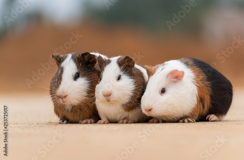 Three guinea pigs on the cement pavement