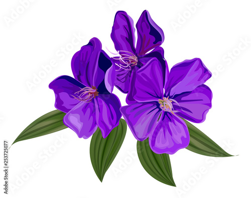 Glory bush flower vector illustration