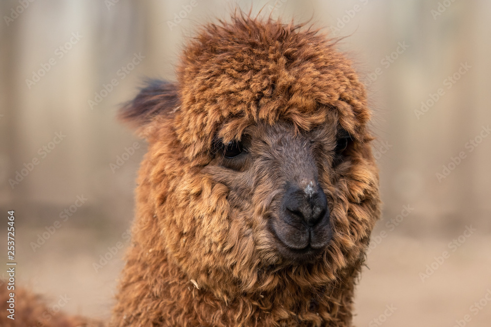 portrait of alpagua in an animal park