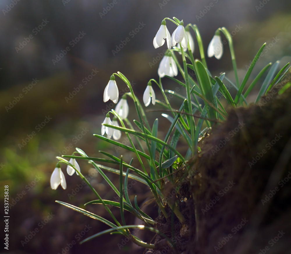 First spring flowers on hill.