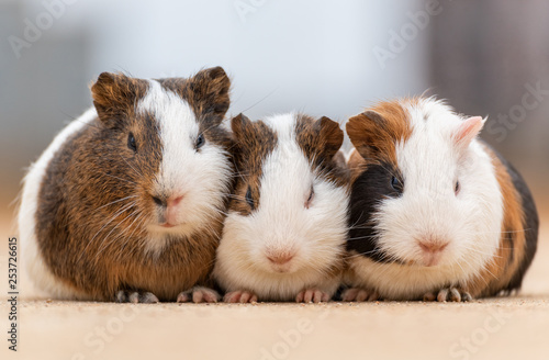 Three guinea pigs on the cement pavement