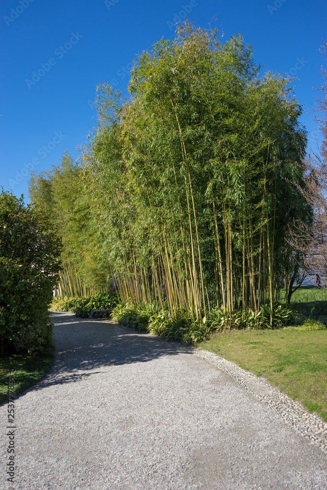 Italy, Bellagio, Lake Como, ROAD BY TREES AGAINST CLEAR SKY Italy, Bellagio, Lake Como, ROAD BY TREES AGAINST CLEAR SKY