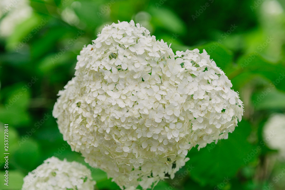 Beautiful white flowers on the bush, summertime. Beautiful white flowers on the bush, summertime.