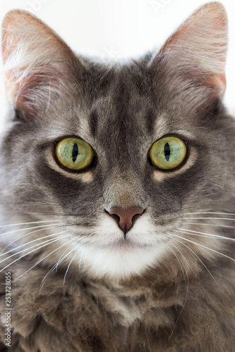 Beautiful gray cat  with green eyes