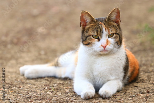 Cute cat posing in backyard