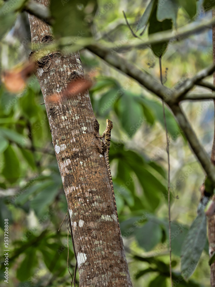 Female Brown Basilisk, Basiliscus vittatus, on a tree in a rainforest, Guatemala. Female Brown Basilisk, Basiliscus vittatus, on a tree in a rainforest, Guatemala.