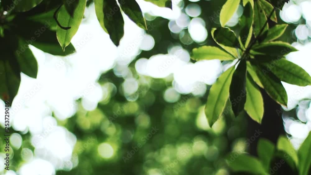 Sunlit Leaves with Beautiful Bokeh Background Sunlit Leaves with Beautiful Bokeh Background