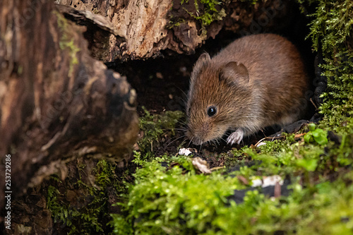 Vole
